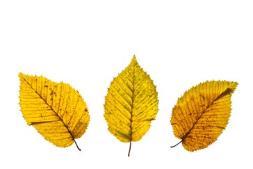 Von Welchem Baum Stammt Welches Blatt Testen Sie Ihr Wissen In Unserem Herbstquiz St Galler blatt